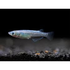 Platinum Blue Miyuki Medaka (Japanese Rice Fish) — 3 Pack