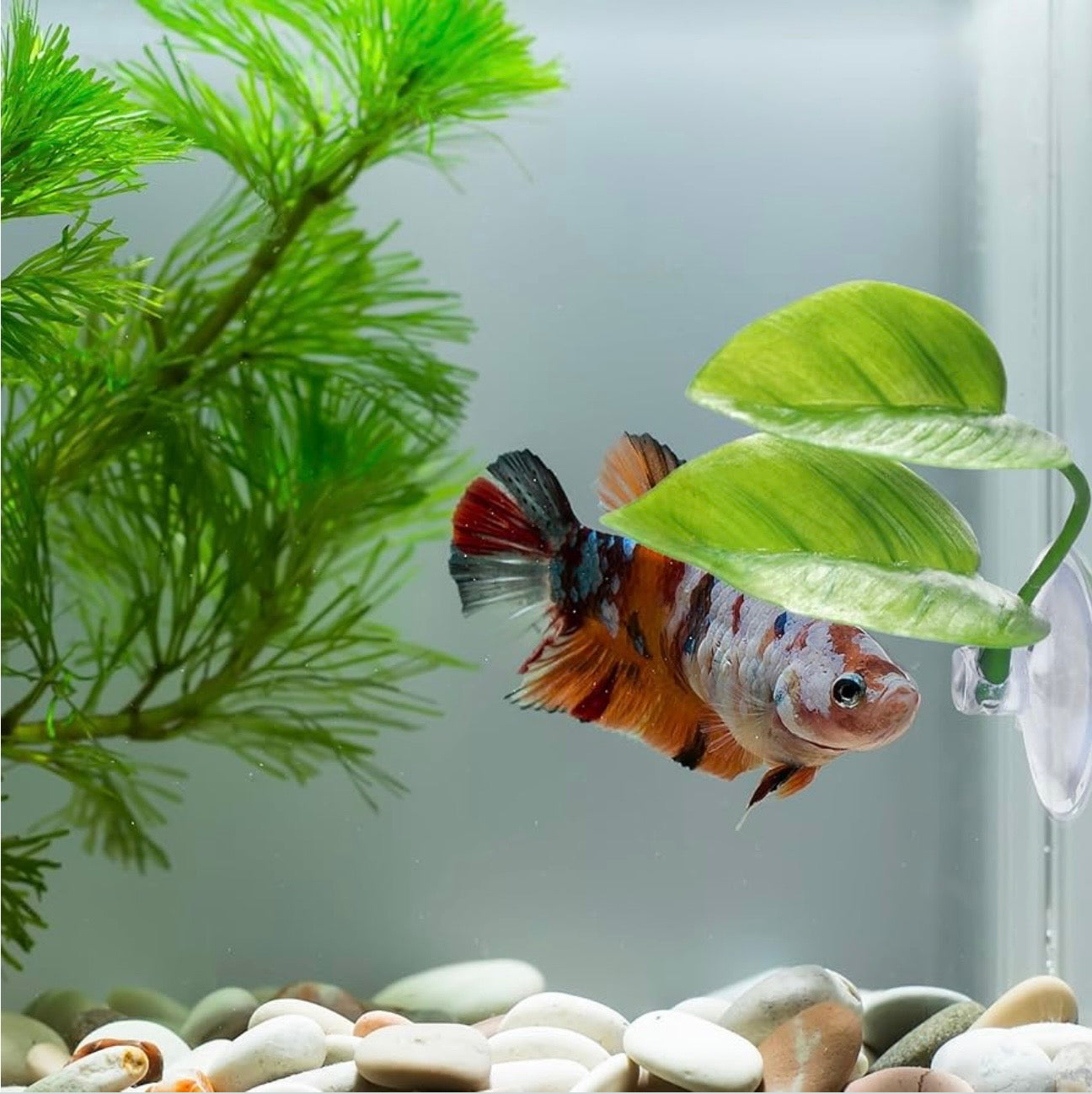 Red and white betta fish swimming near a green betta leaf hammock in an aquarium