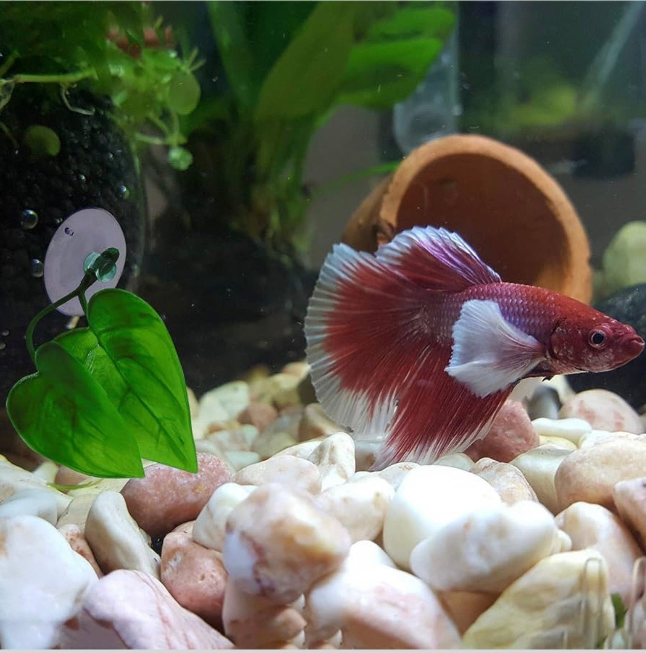 Betta Leaf Hammock – Aquarium Resting Leaf with Suction Cup