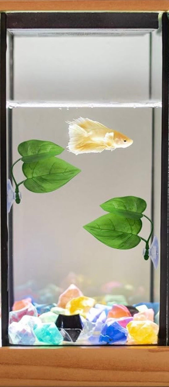 Betta fish resting on a green leaf hammock near the water surface in an aquarium