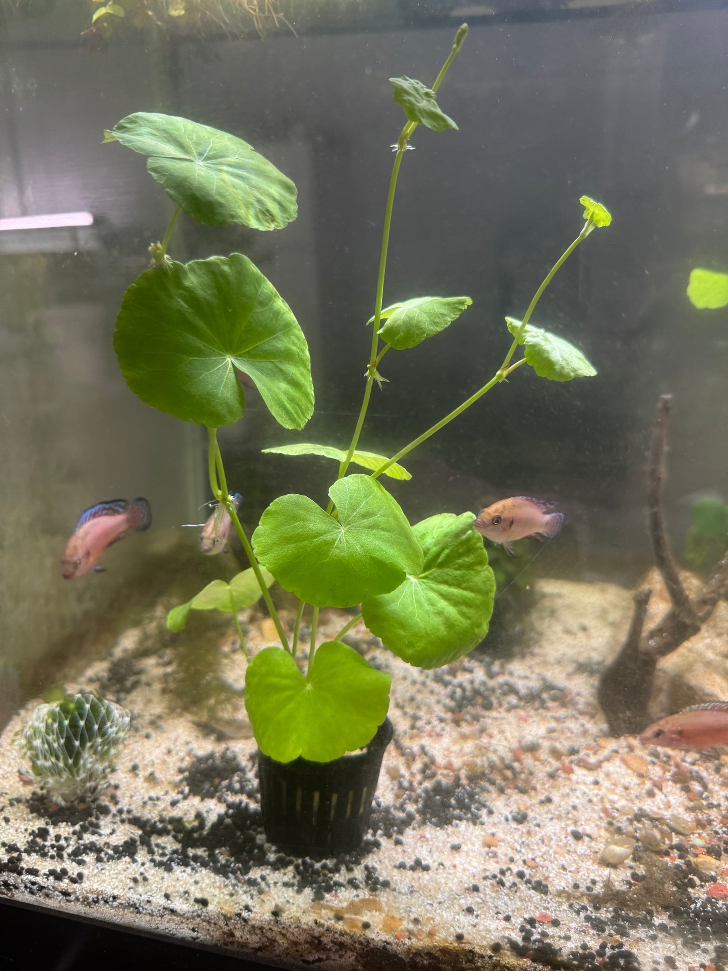 Hydrocotyle Pennywort – Live Aquatic Plant for Freshwater Aquariums