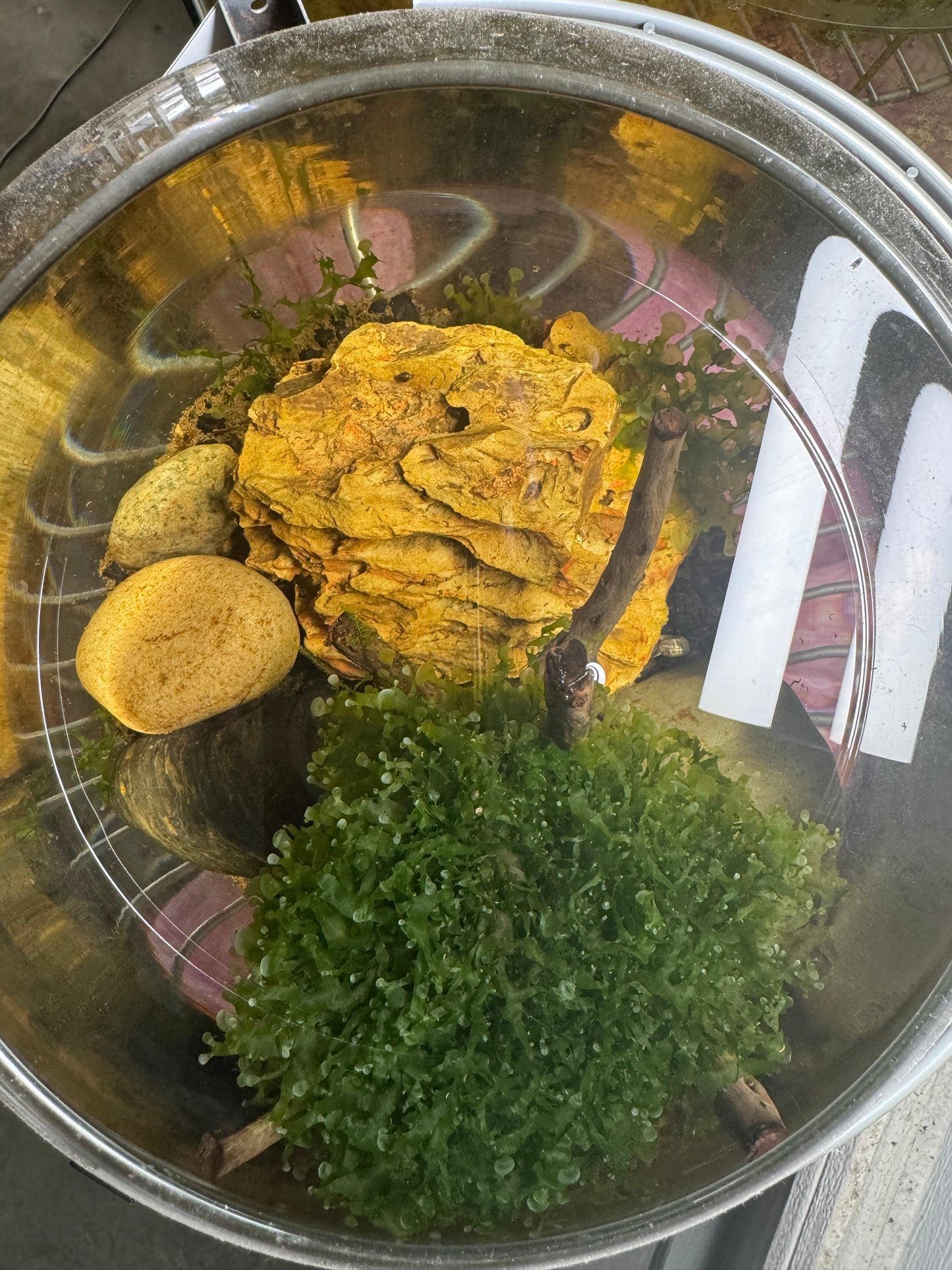 Top-down view of a round aquarium tub containing a large mound of Subwassertang, natural stones, driftwood pieces, and yellow rock decor under clear water.