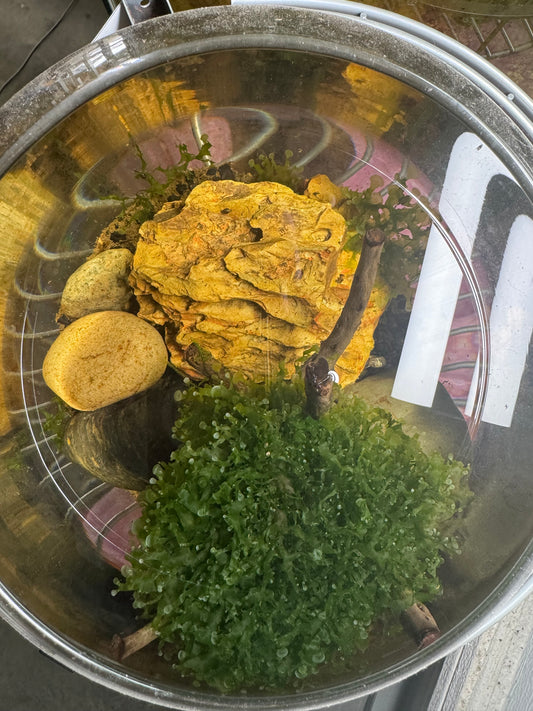 Top-down view of a round aquarium tub containing a large mound of Subwassertang, natural stones, driftwood pieces, and yellow rock decor under clear water.
