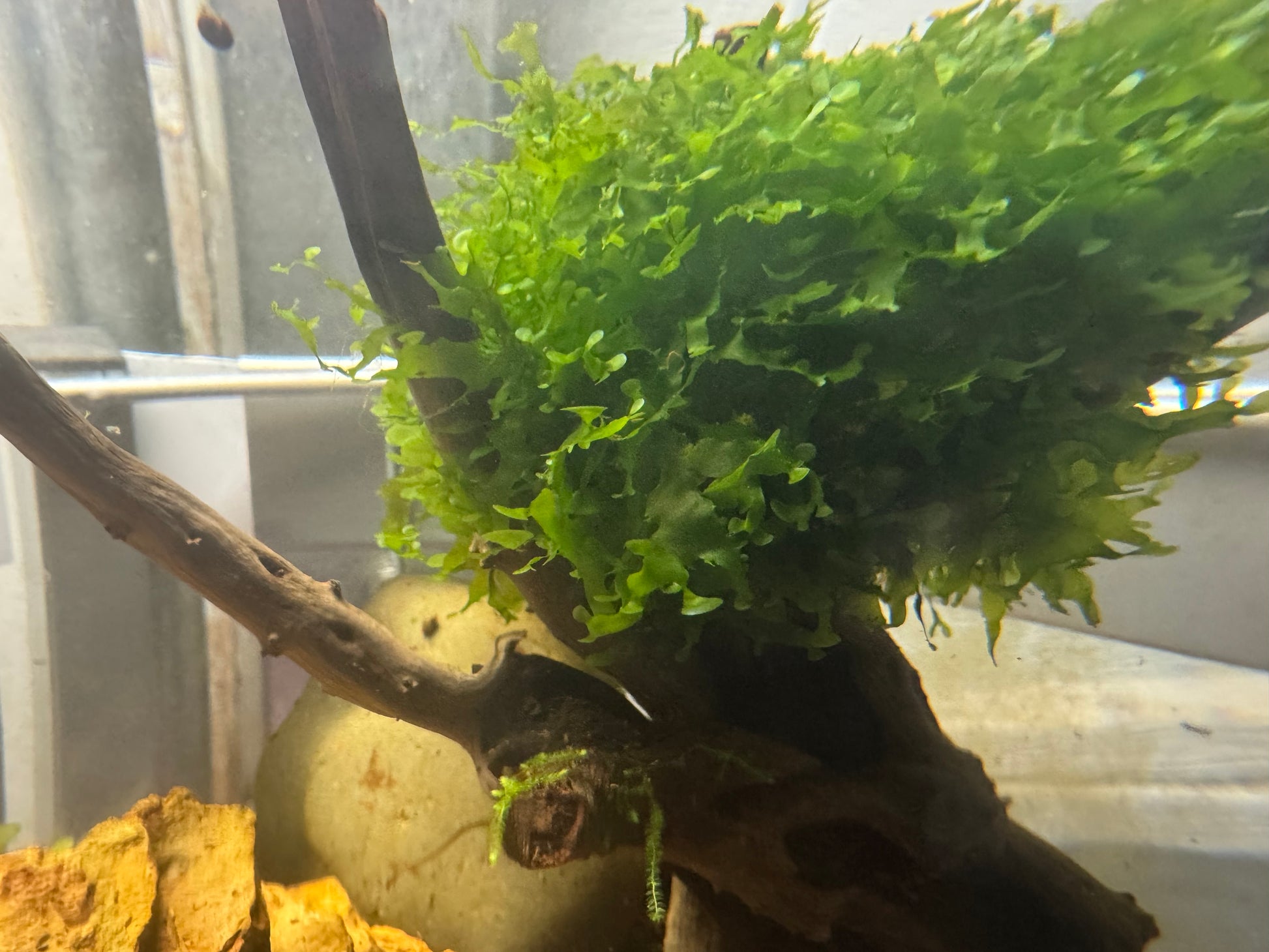 Side view of Subwassertang growing densely on a piece of driftwood inside an aquarium, with branches, rocks, and soft lighting in the background.