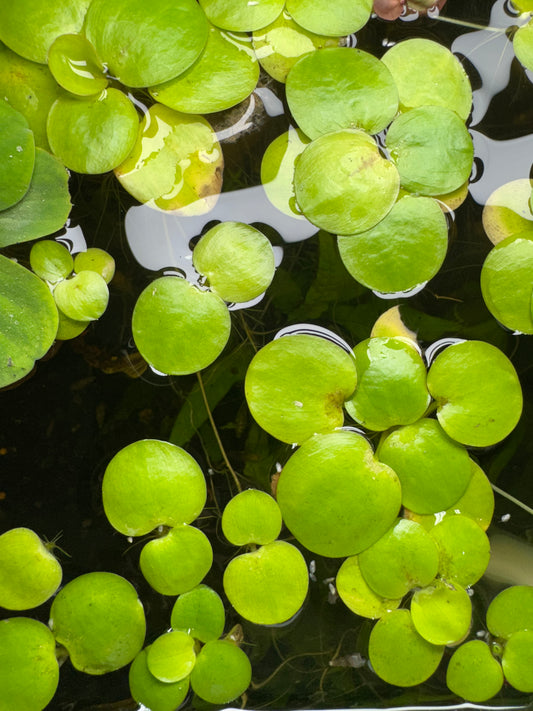 Amazon frogbit floating aquarium plant with bright green round leaves and trailing roots on the water surface