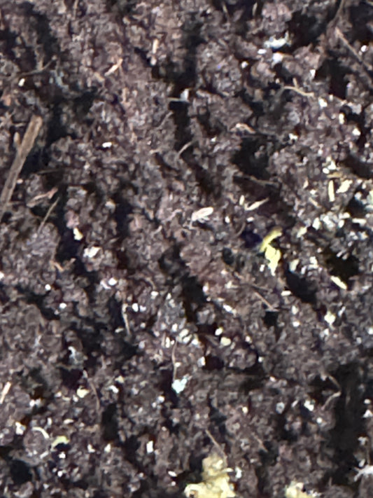Springtail Starter Culture | Live Bioactive Clean-Up Crew