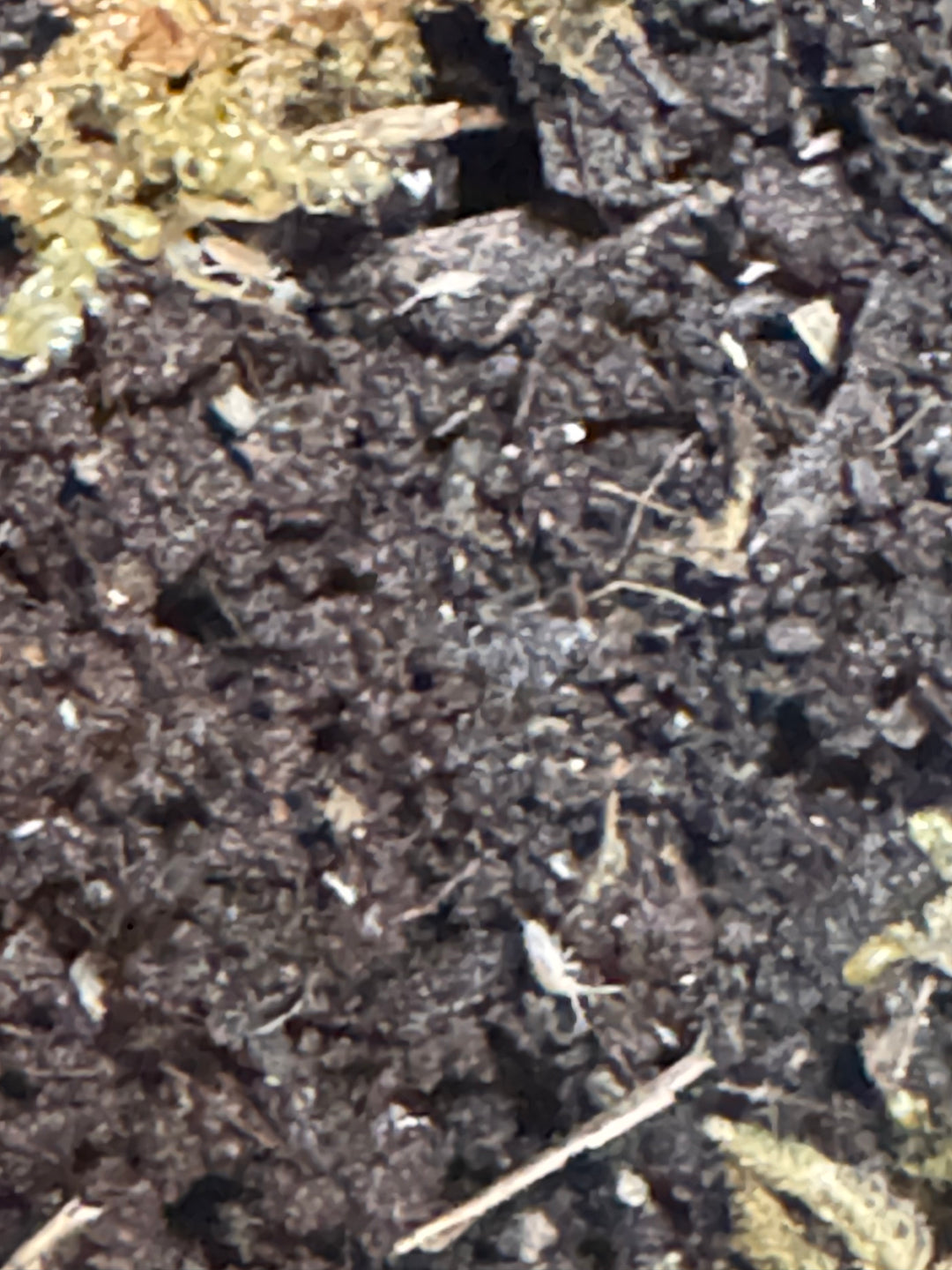 Springtail Starter Culture | Live Bioactive Clean-Up Crew