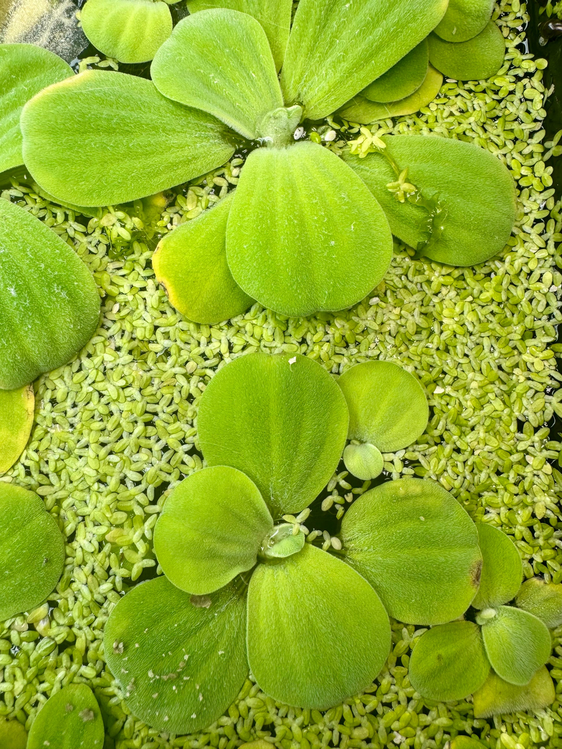 Water Lettuce, Salvinia and Duckweed Mix – Live Floating Plants for Aq –  AquariumVille