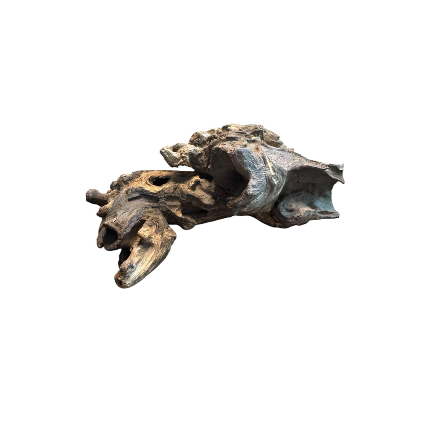 Coral Branch Driftwood (5-7 in) – Natural Aquarium Aquascaping Wood
