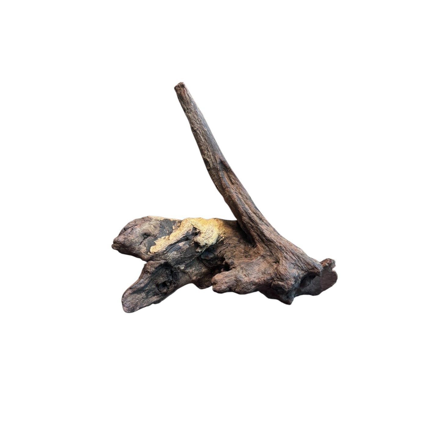 Coral Branch Driftwood (5-7 in) – Natural Aquarium Aquascaping Wood