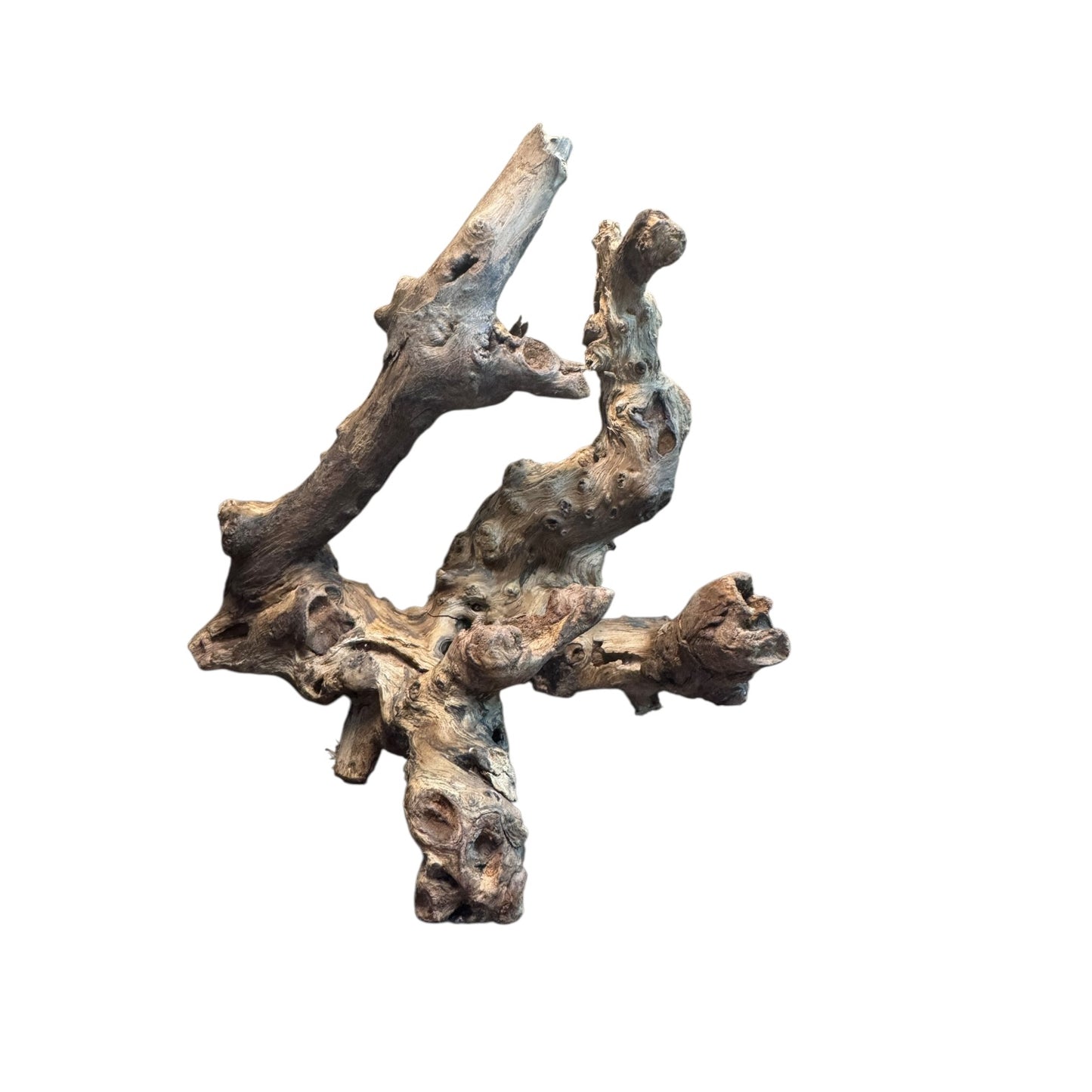 Coral Branch Driftwood (5-7 in) – Natural Aquarium Aquascaping Wood