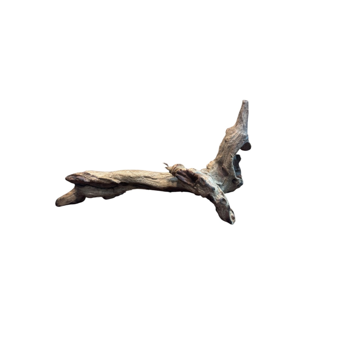 Coral Branch Driftwood (5-7 in) – Natural Aquarium Aquascaping Wood