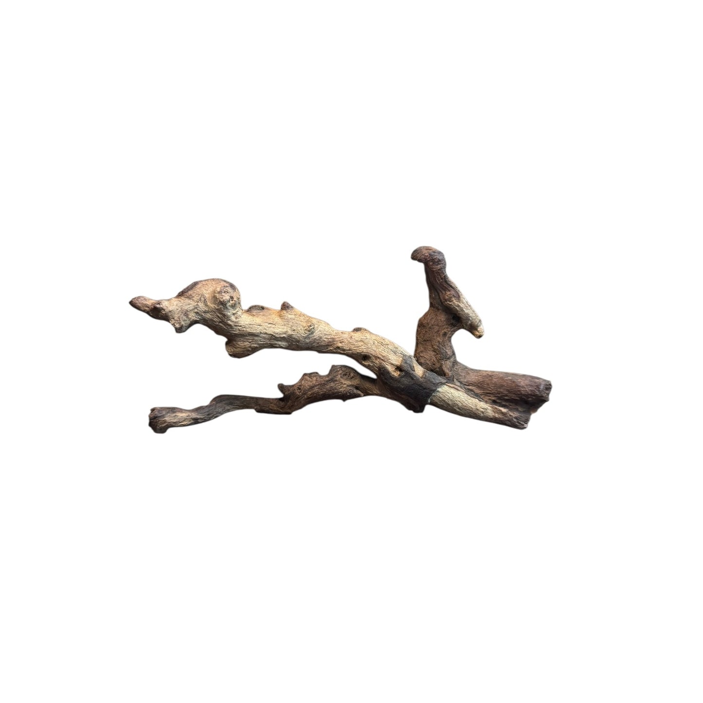 Coral Branch Driftwood (5-7 in) – Natural Aquarium Aquascaping Wood