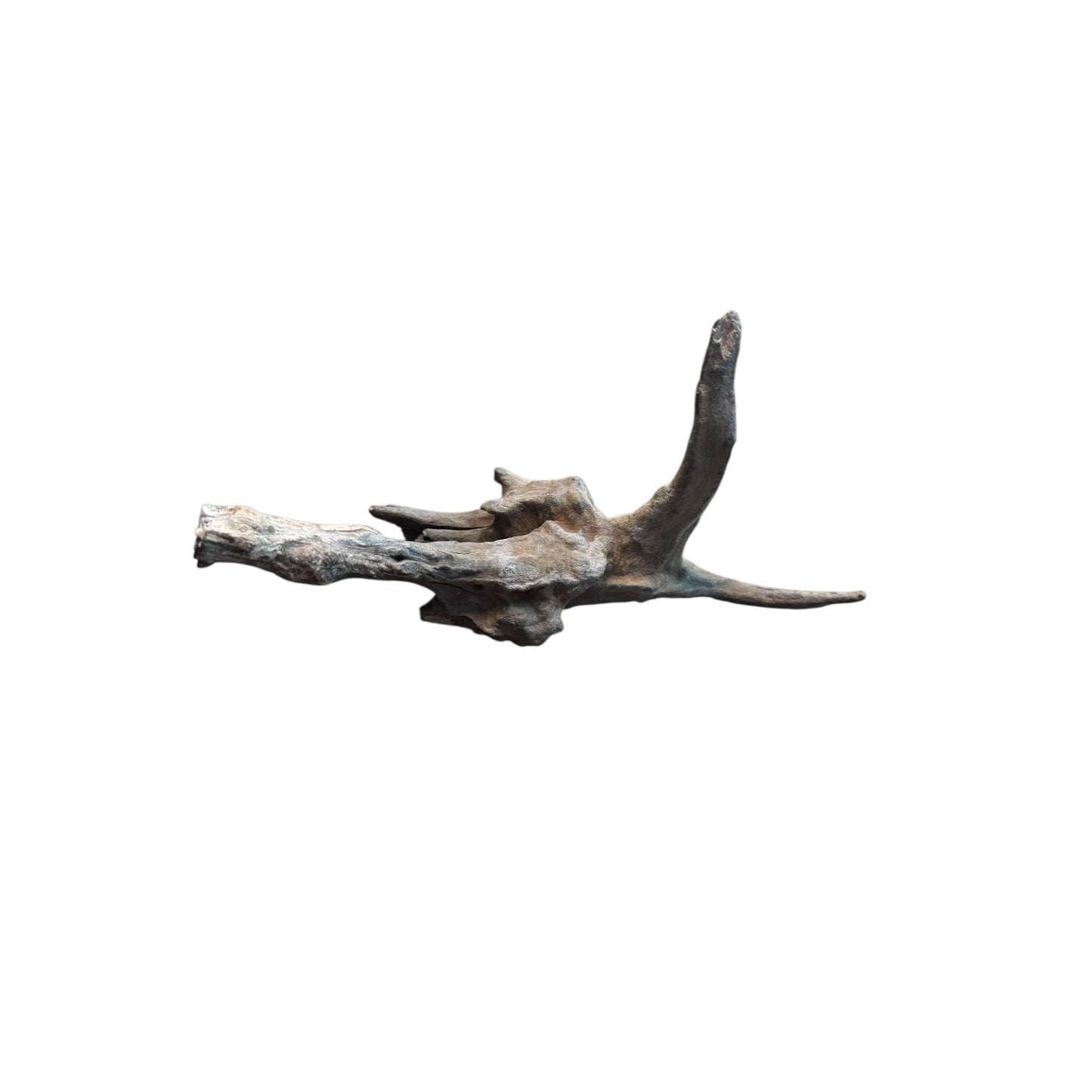Coral Branch Driftwood (5-7 in) – Natural Aquarium Aquascaping Wood
