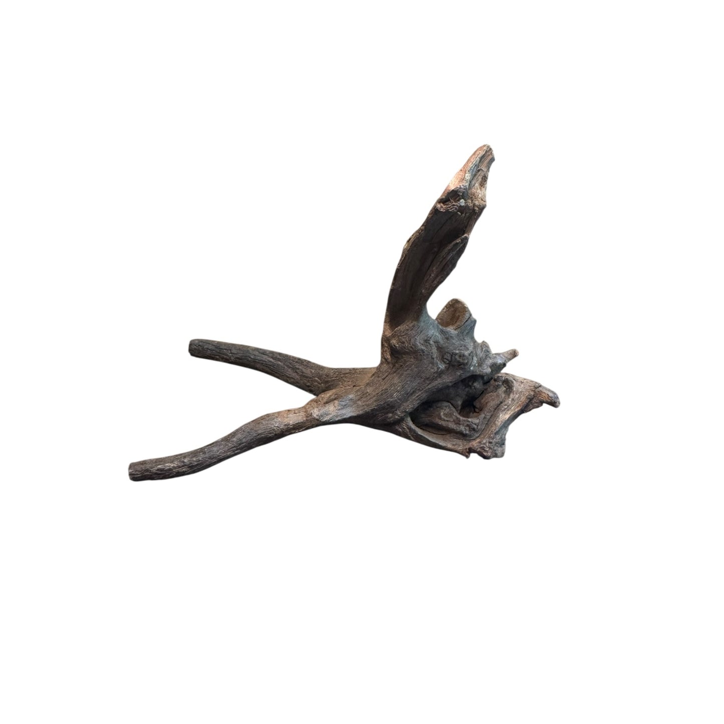 Coral Branch Driftwood (5-7 in) – Natural Aquarium Aquascaping Wood