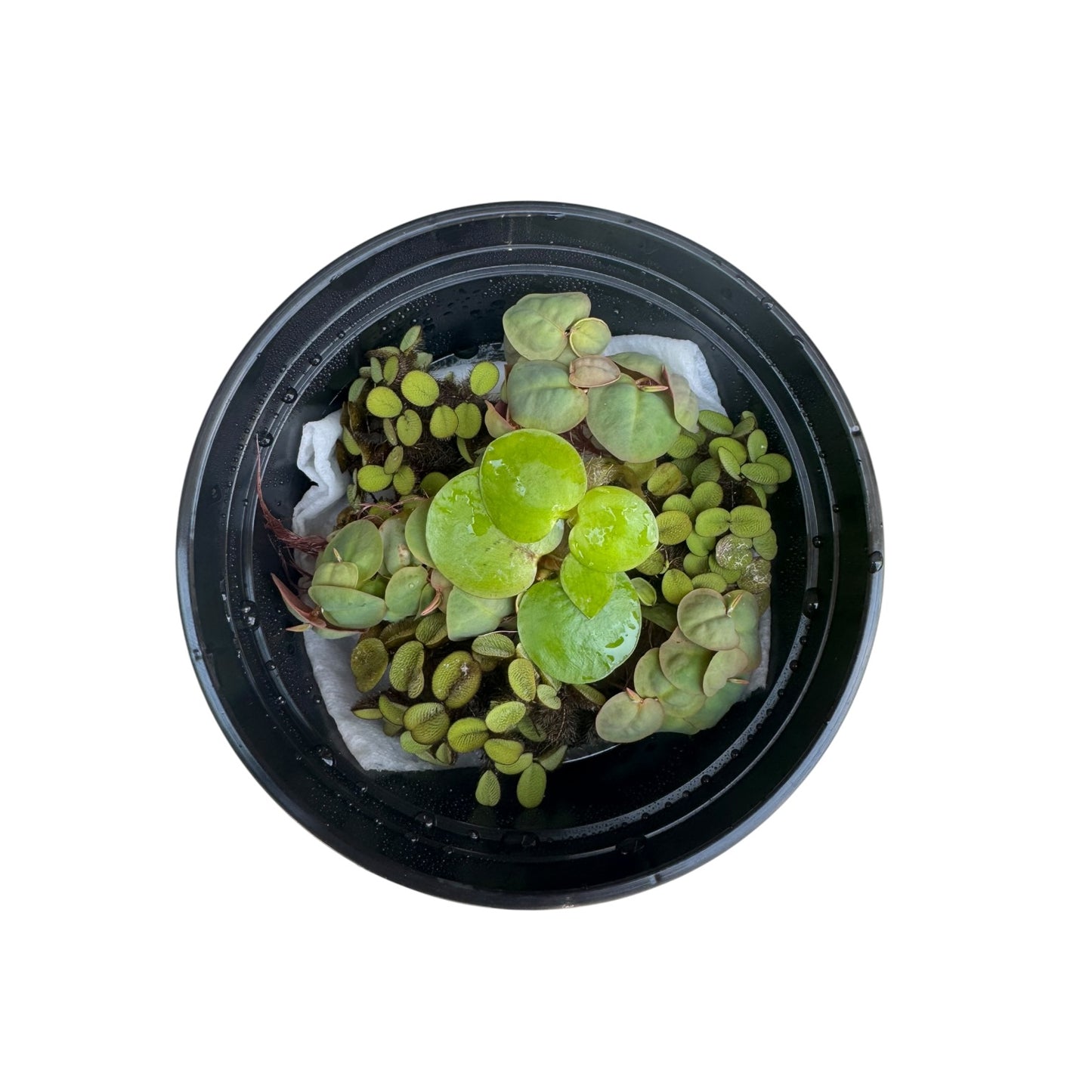 Top-down view of a mixed floating aquarium plant bundle in a black deli cup featuring red root floaters, Salvinia minima, and Amazon frogbit on a white background with visible roots and water droplets.
