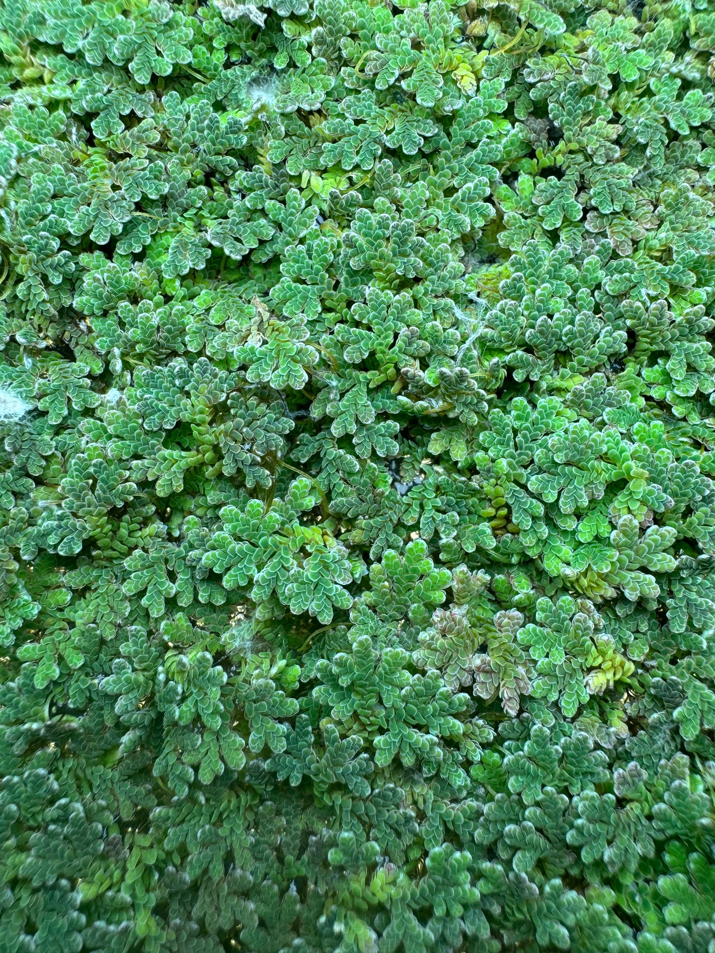 Close-up top-down view of Azolla fairy moss floating across the water surface, dense green aquatic floating plant for aquariums, shrimp tanks, ponds, and natural aquascapes.
