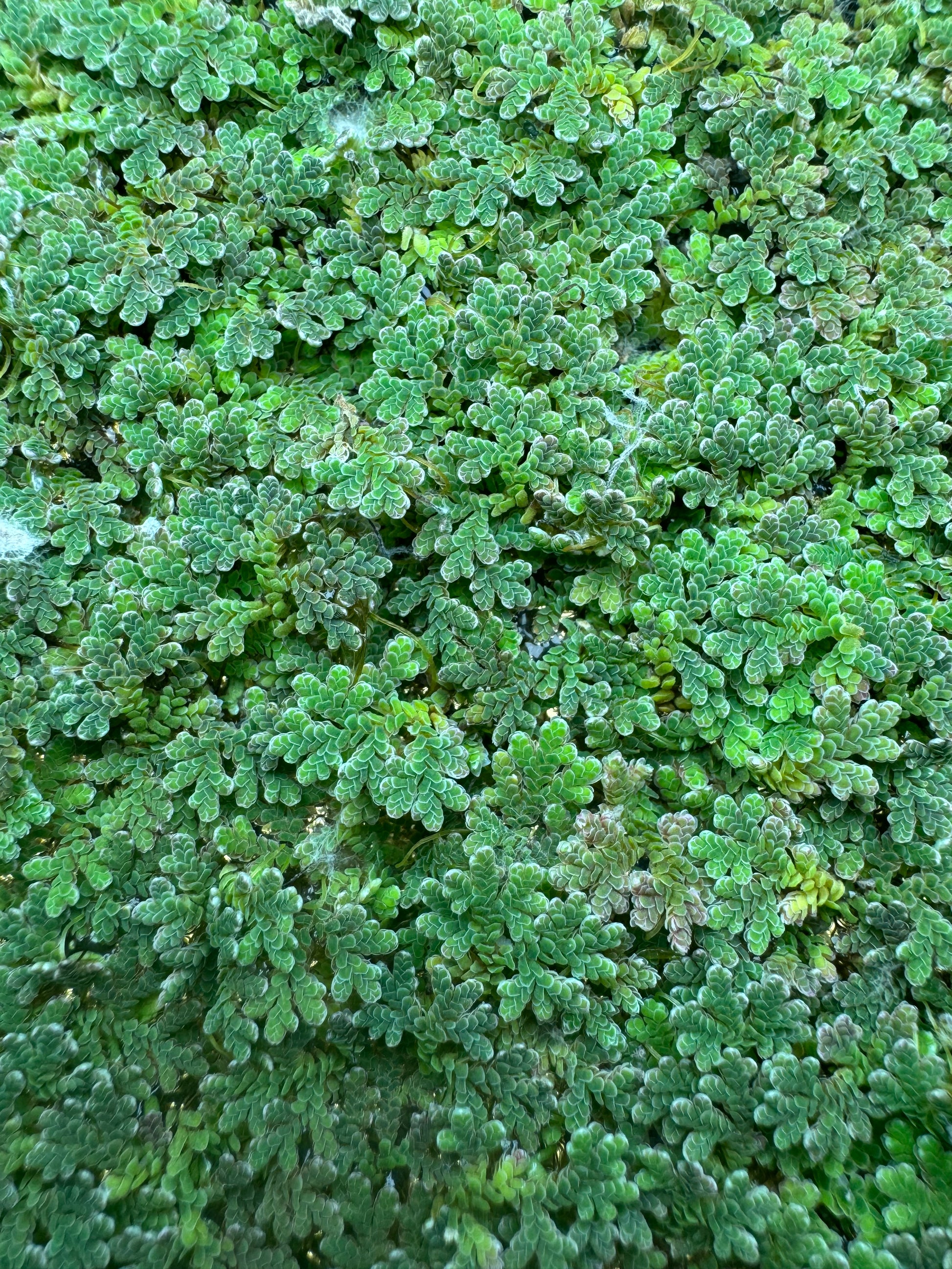 Close-up top-down view of Azolla fairy moss floating across the water surface, dense green aquatic floating plant for aquariums, shrimp tanks, ponds, and natural aquascapes.