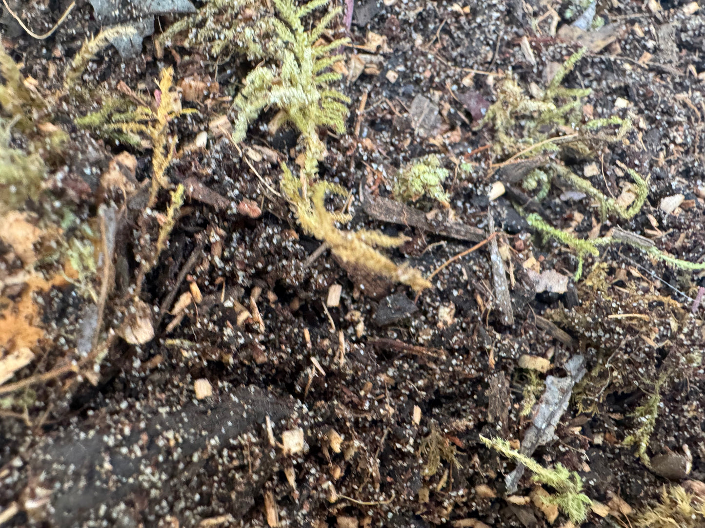Detailed macro view of bioactive terrarium substrate featuring nutrient-rich soil, wood fragments, leaf litter, and moss. The close-up showcases the varied particle sizes and natural components that help create a healthy habitat for cleanup crews and terrarium plants.