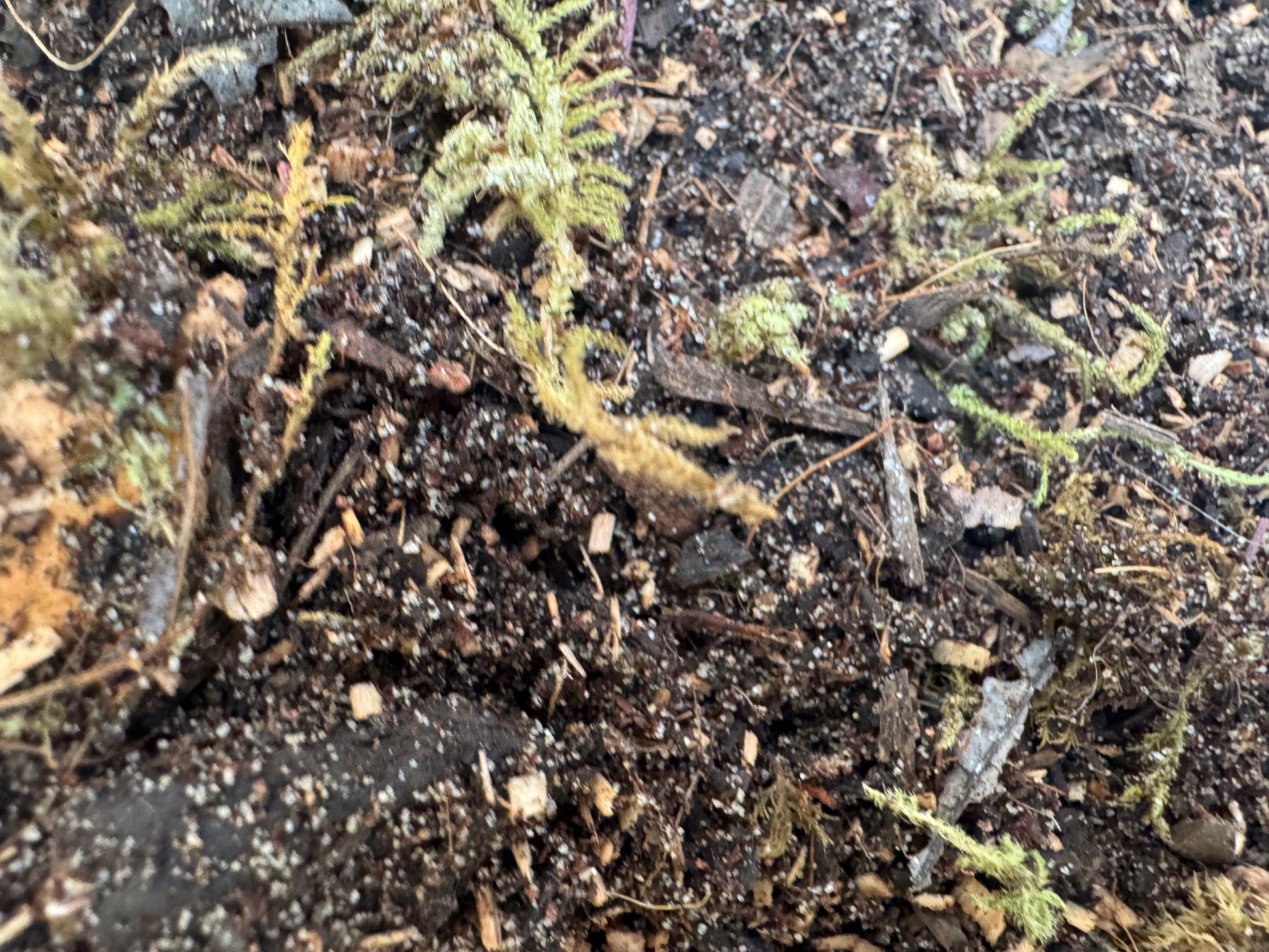 Detailed macro view of bioactive terrarium substrate featuring nutrient-rich soil, wood fragments, leaf litter, and moss. The close-up showcases the varied particle sizes and natural components that help create a healthy habitat for cleanup crews and terrarium plants.