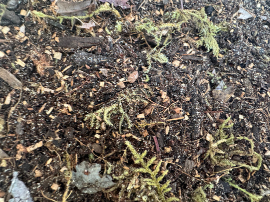 Close-up of bioactive terrarium substrate showing a rich blend of organic soil, bark pieces, decomposing leaf matter, and preserved moss. The textured mix highlights natural ingredients designed to support isopods, springtails, and thriving bioactive enclosures.