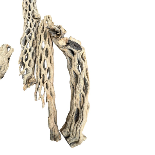 Assorted natural cholla wood pieces arranged on a white background, featuring various sizes and shapes suitable for bioactive enclosures, aquariums, and vivarium décor.