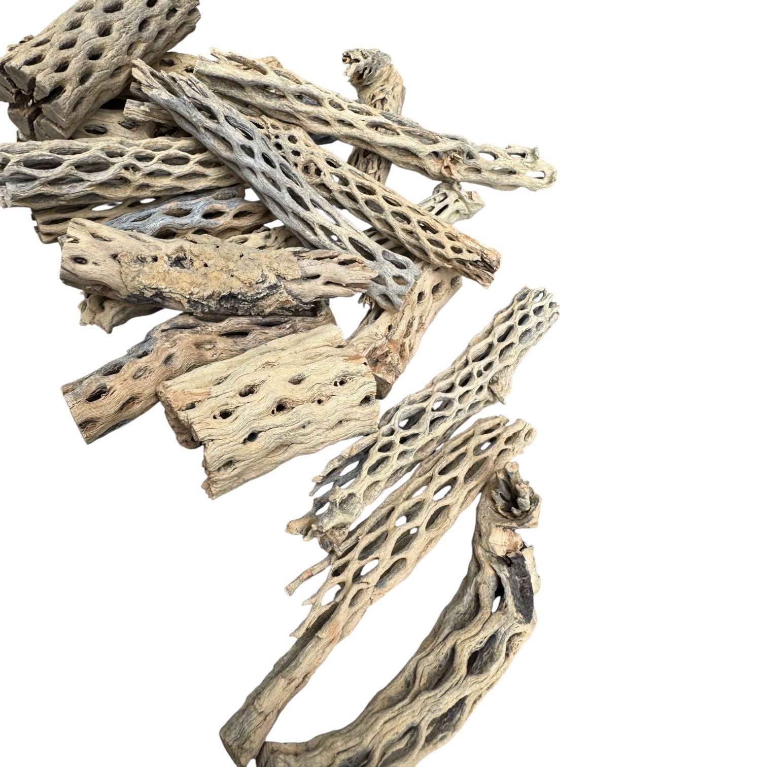 Natural cholla wood close-up showing intricate hollow tunnels, textured surfaces, and porous structure ideal for bioactive terrariums, shrimp tanks, and natural hardscape displays.