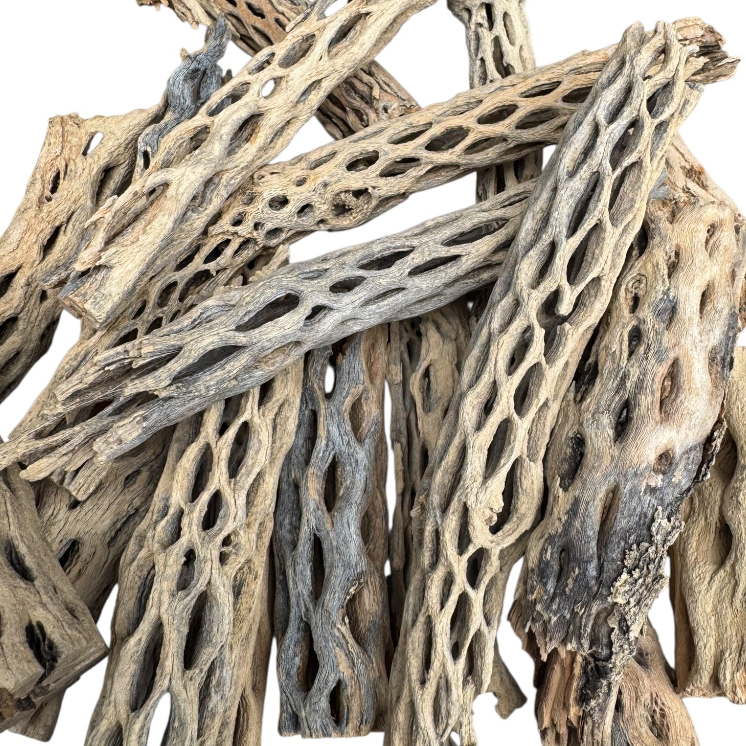 Premium cholla wood branches with unique honeycomb-like openings and weathered natural textures, perfect for isopod habitats, shrimp grazing surfaces, and terrarium hardscape.