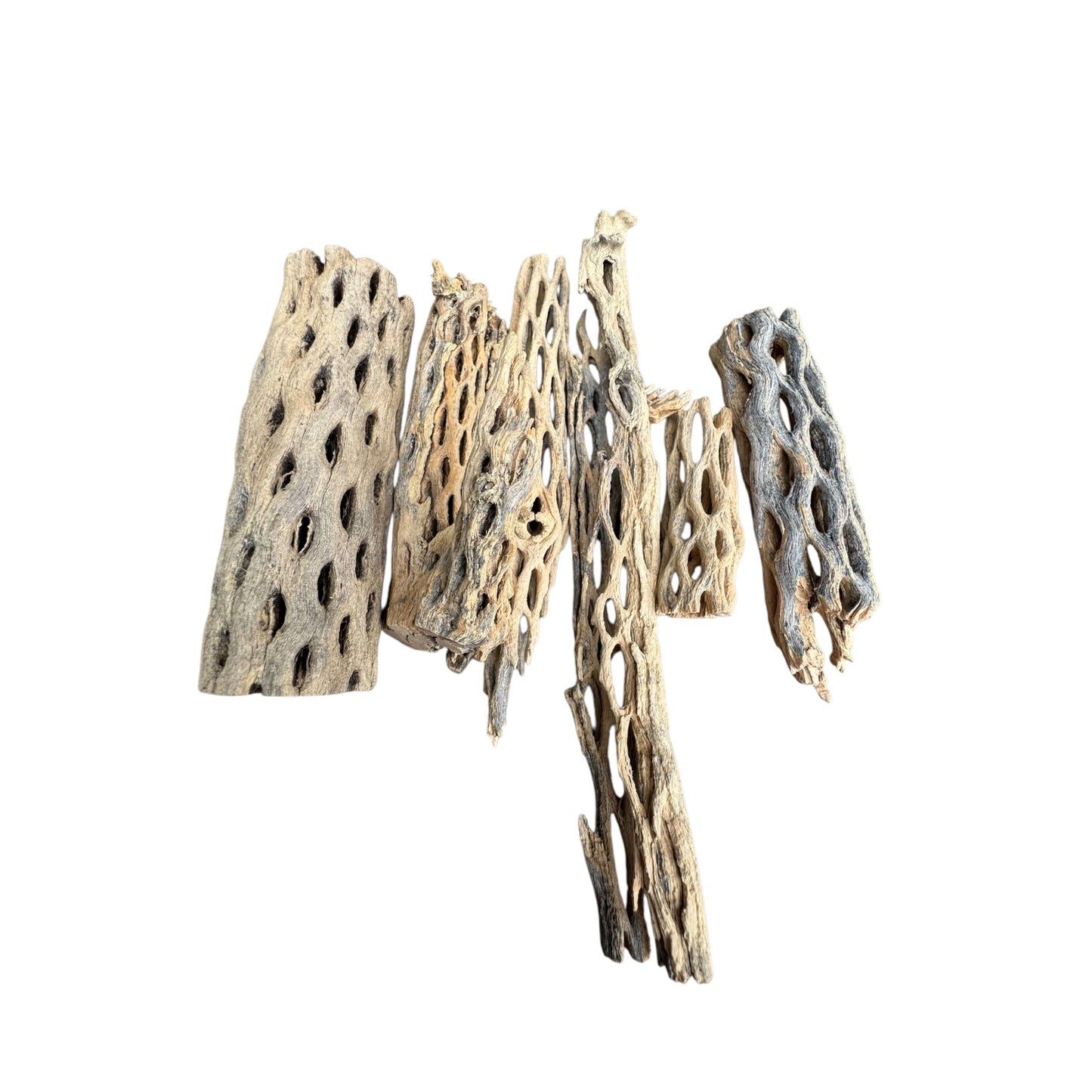 Selection of upright cholla wood pieces showcasing diverse sizes, natural coloration, and hollow structures ideal for climbing, hiding, and natural habitat enrichment.