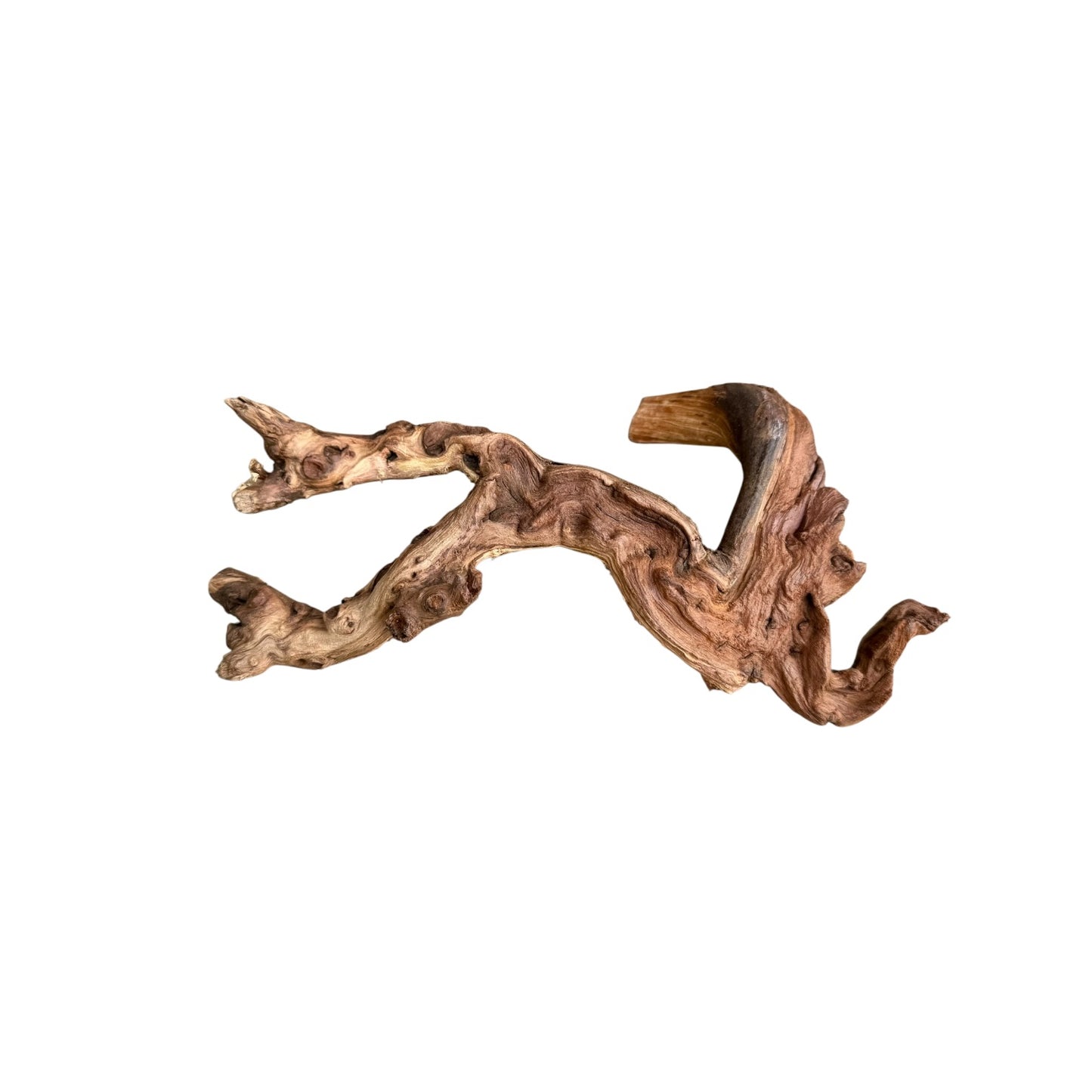 Anubias Nana on Mopani Wood | Live Aquarium Plant | Ready-to-Use Driftwood Décor