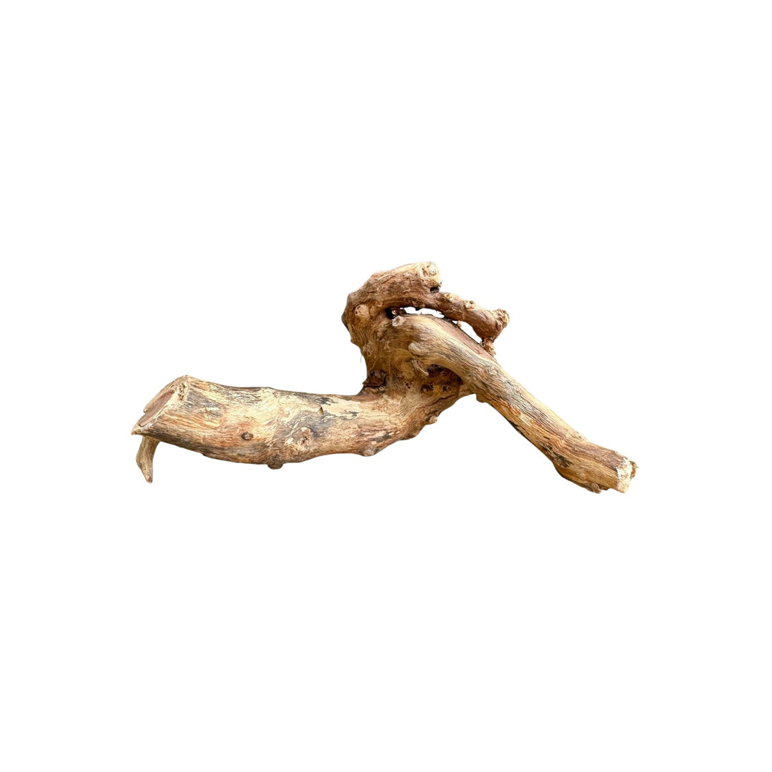 Anubias Nana on Mopani Wood | Live Aquarium Plant | Ready-to-Use Driftwood Décor