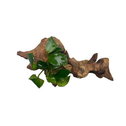 Anubias Nana on Mopani Wood | Live Aquarium Plant | Ready-to-Use Driftwood Décor