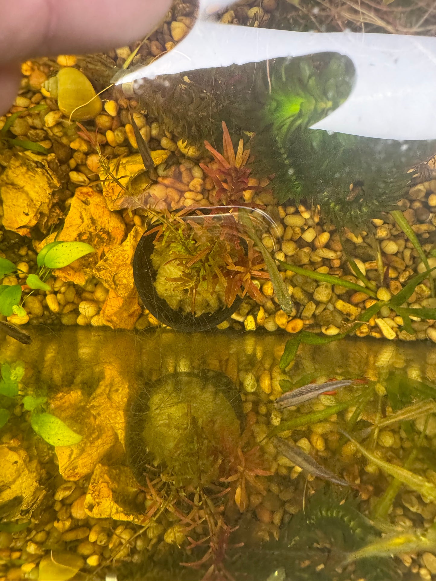 Rotala rotundifolia ‘H’ra’