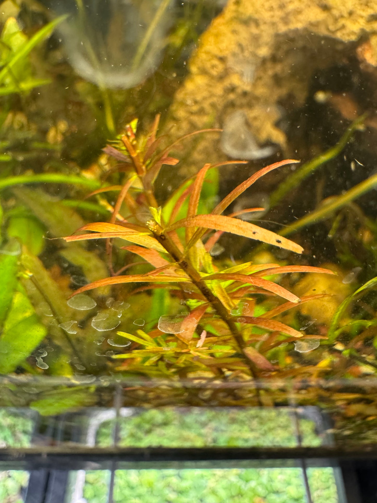 Rotala Orange Juice Live Potted Aquarium Plant | Vibrant Orange Stem Plant