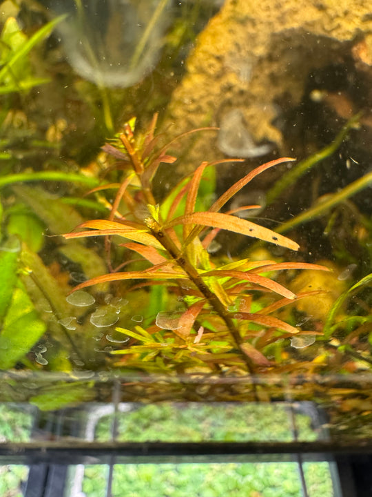 Rotala Orange Juice Live Potted Aquarium Plant | Vibrant Orange Stem Plant
