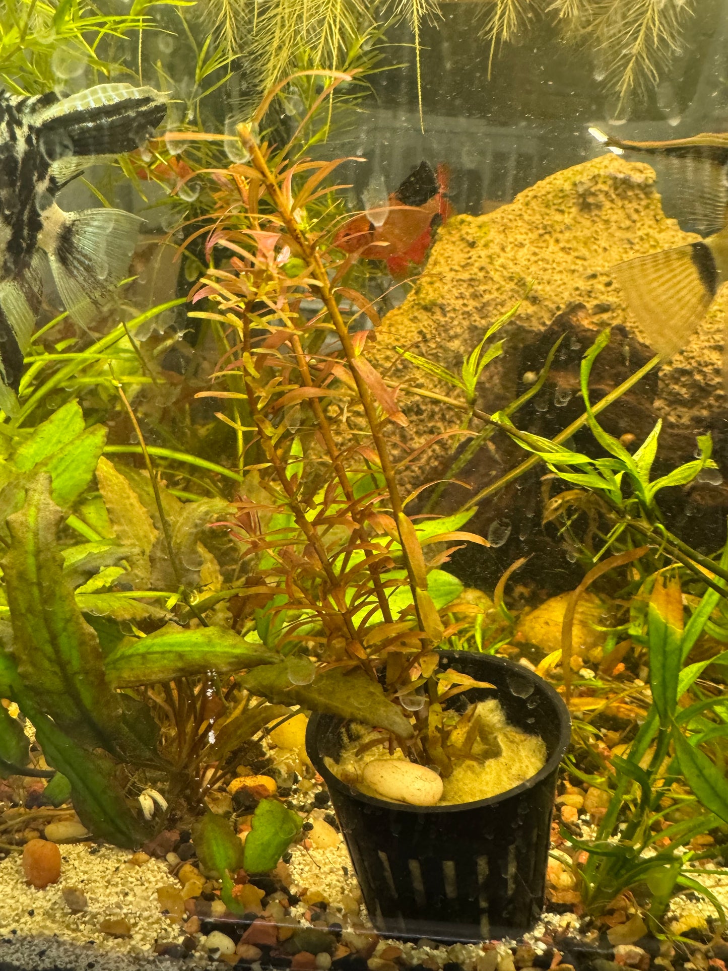 Rotala Orange Juice Live Potted Aquarium Plant | Vibrant Orange Stem Plant