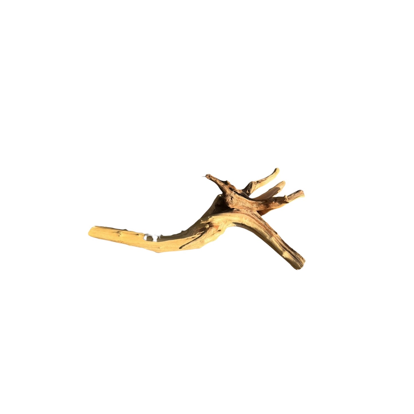 A piece of spiderwood, natural driftwood with a golden-brown color and textured bark, isolated on a solid white background.