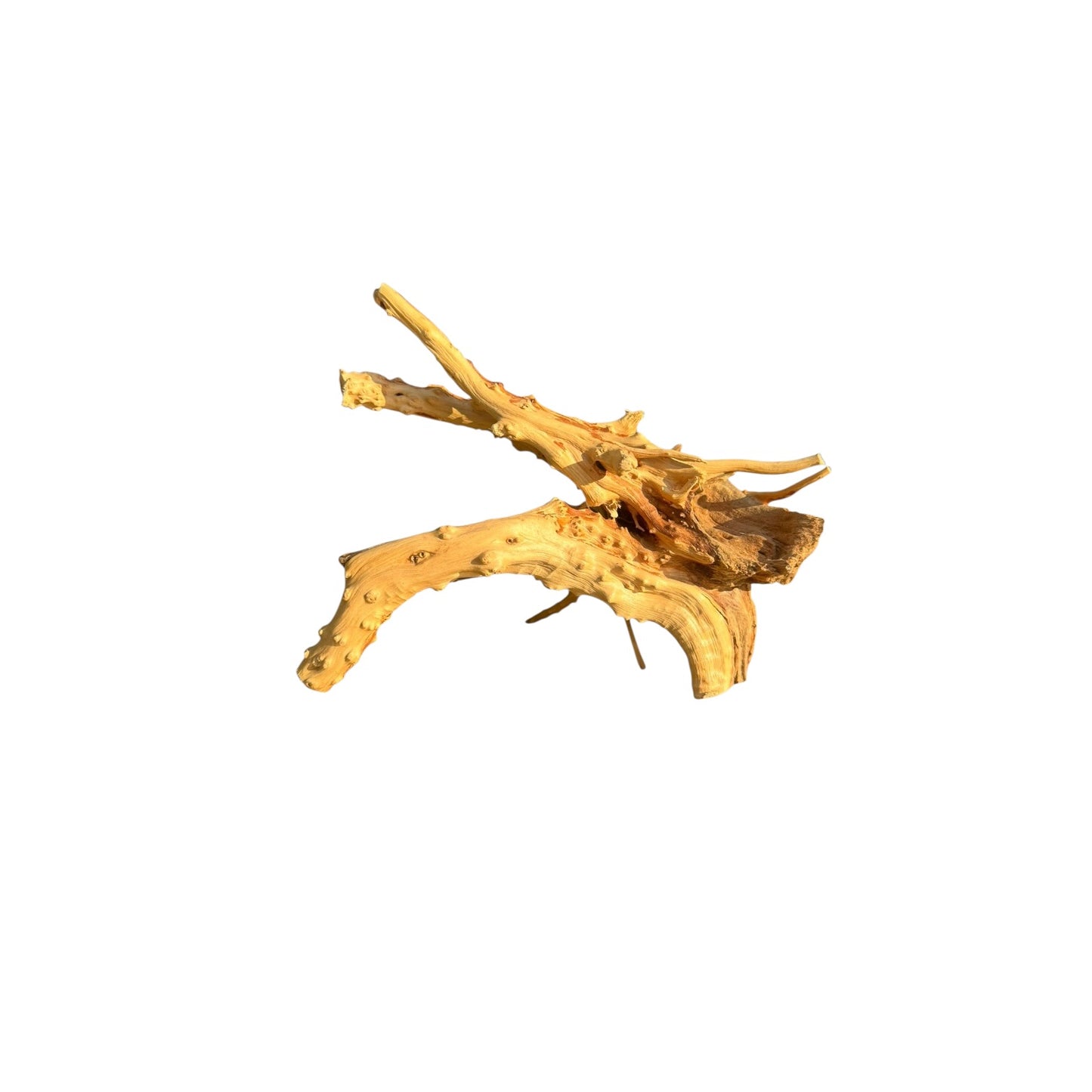 A piece of spiderwood,natural driftwood with a light tan and golden-brown color, featuring textured, bumpy surfaces and branching roots, isolated on a solid white background.