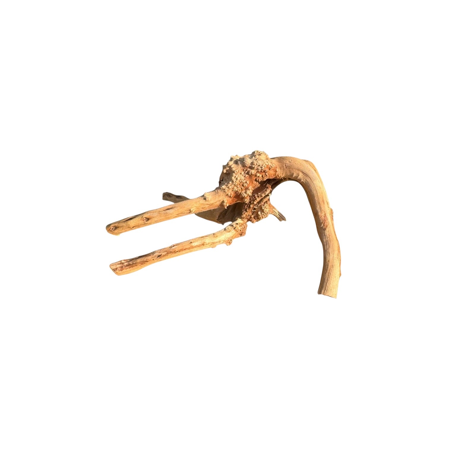 Natural driftwood, spiderwood branch with a curved stem and two forked ends, shown on a plain white background.