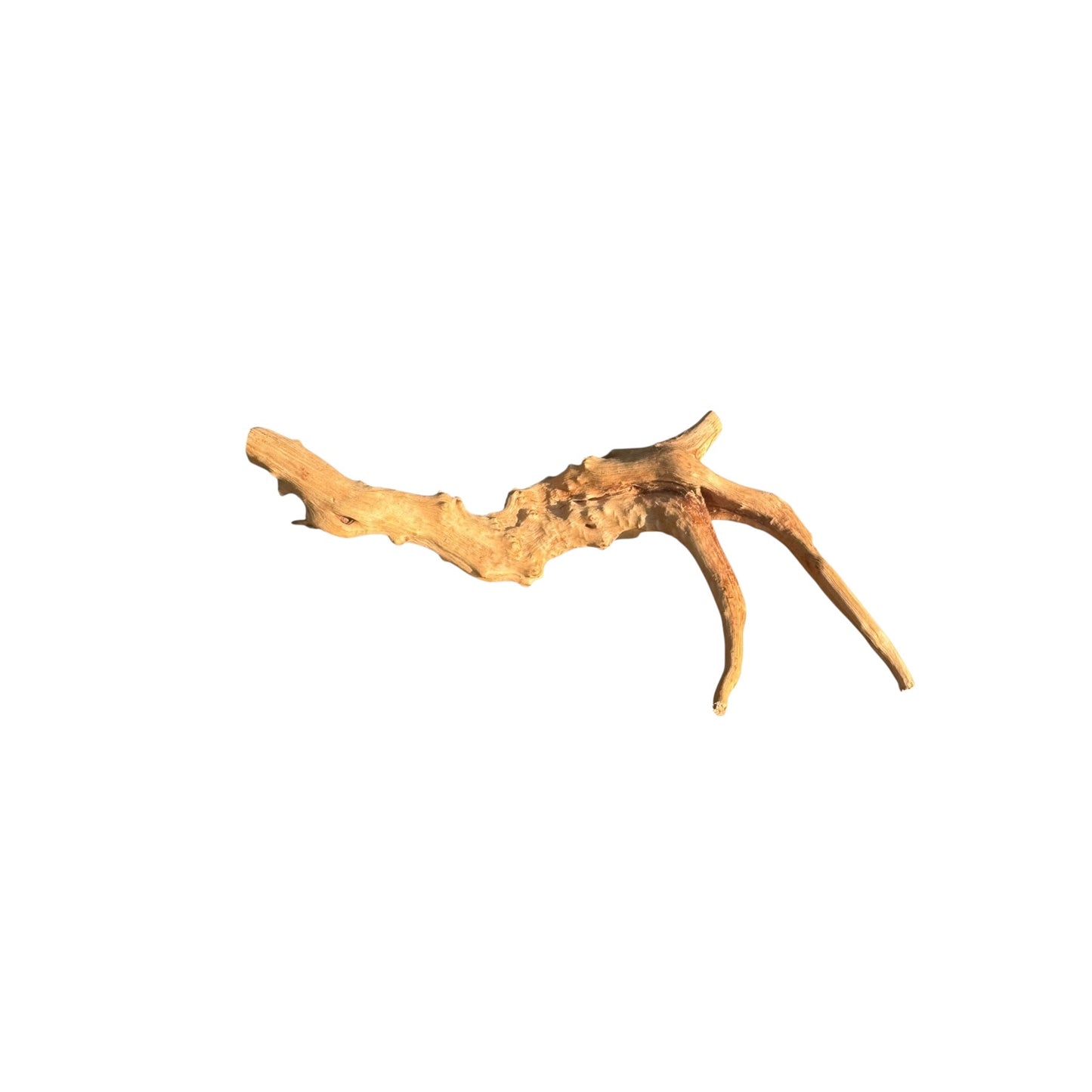 A small natural driftwood piece, spiderwood, with two branching tips, shown against a plain white background.