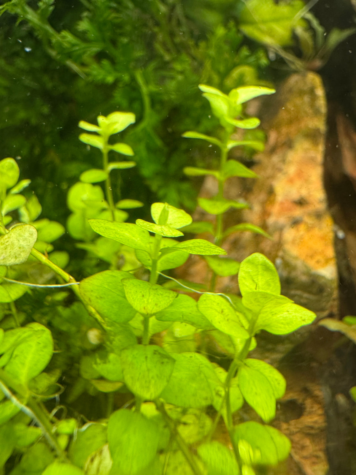 Close-up of Golden Creeping Jenny bright green aquatic plants with oval leaves in a water-filled setting, with blurred greenery and a warm brown/orange background.