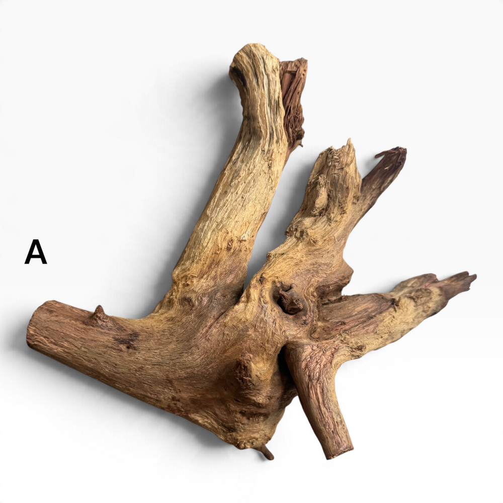     Mopani driftwood piece A with a broad, curved base and several sturdy branches, shown on a white background.