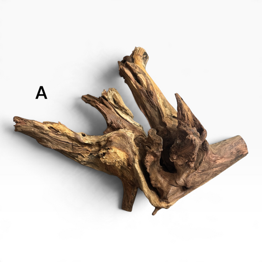     Mopani driftwood piece A with a wide base and rugged, upright branches in varied brown and golden tones, shown on a white background.