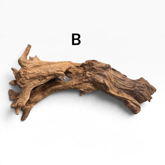     Mopani driftwood piece B with a long, low arch, textured golden-brown grain, and several short branches, photographed on a white background.
