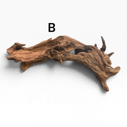     Mopani driftwood piece B with a broad, curved trunk, a natural opening beneath the wood, and several pointed root-like branches, photographed on a white background.