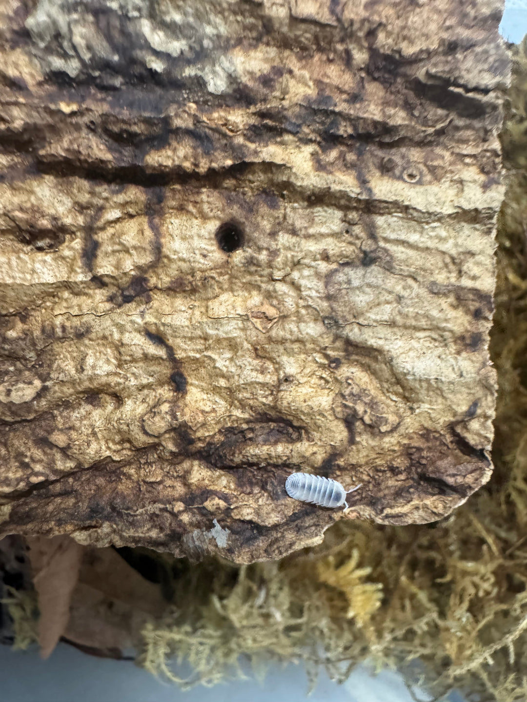 Cubaris murina ‘White Glacier’ Isopods – Live Bioactive Cleanup Crew