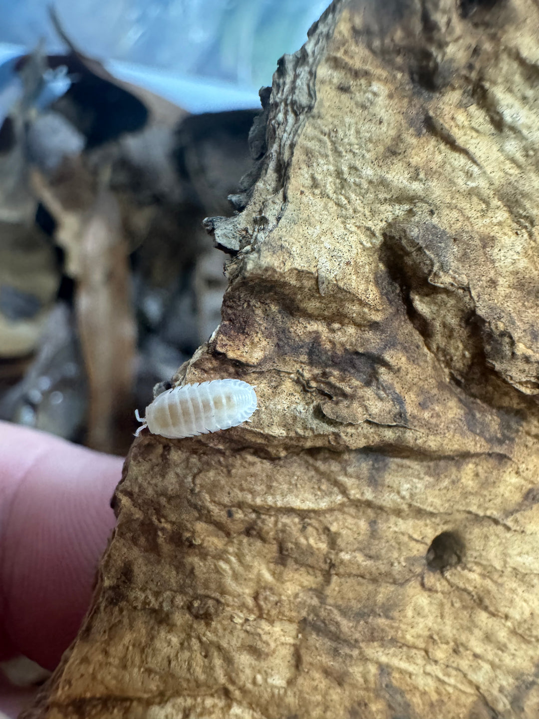 Cubaris murina ‘White Glacier’ Isopods – Live Bioactive Cleanup Crew