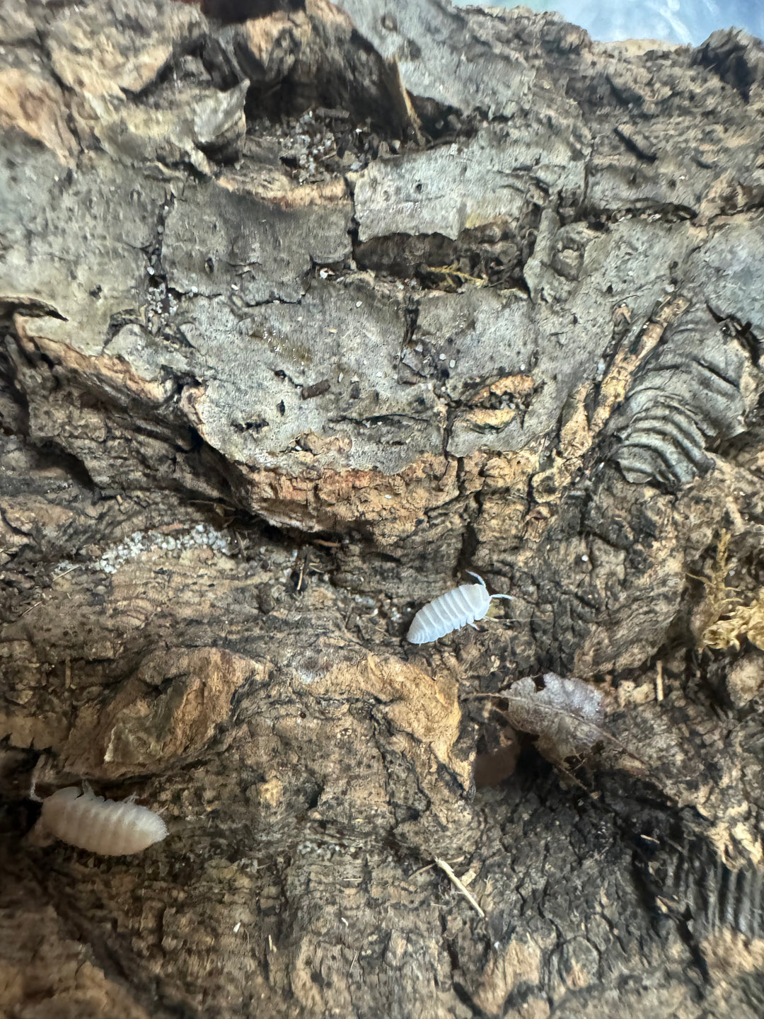 Cubaris murina ‘White Glacier’ Isopods – Live Bioactive Cleanup Crew