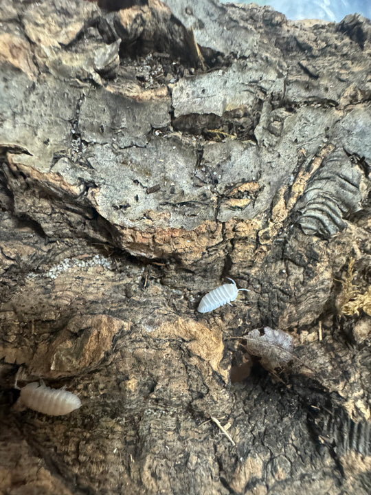Cubaris murina ‘White Glacier’ Isopods – Live Bioactive Cleanup Crew