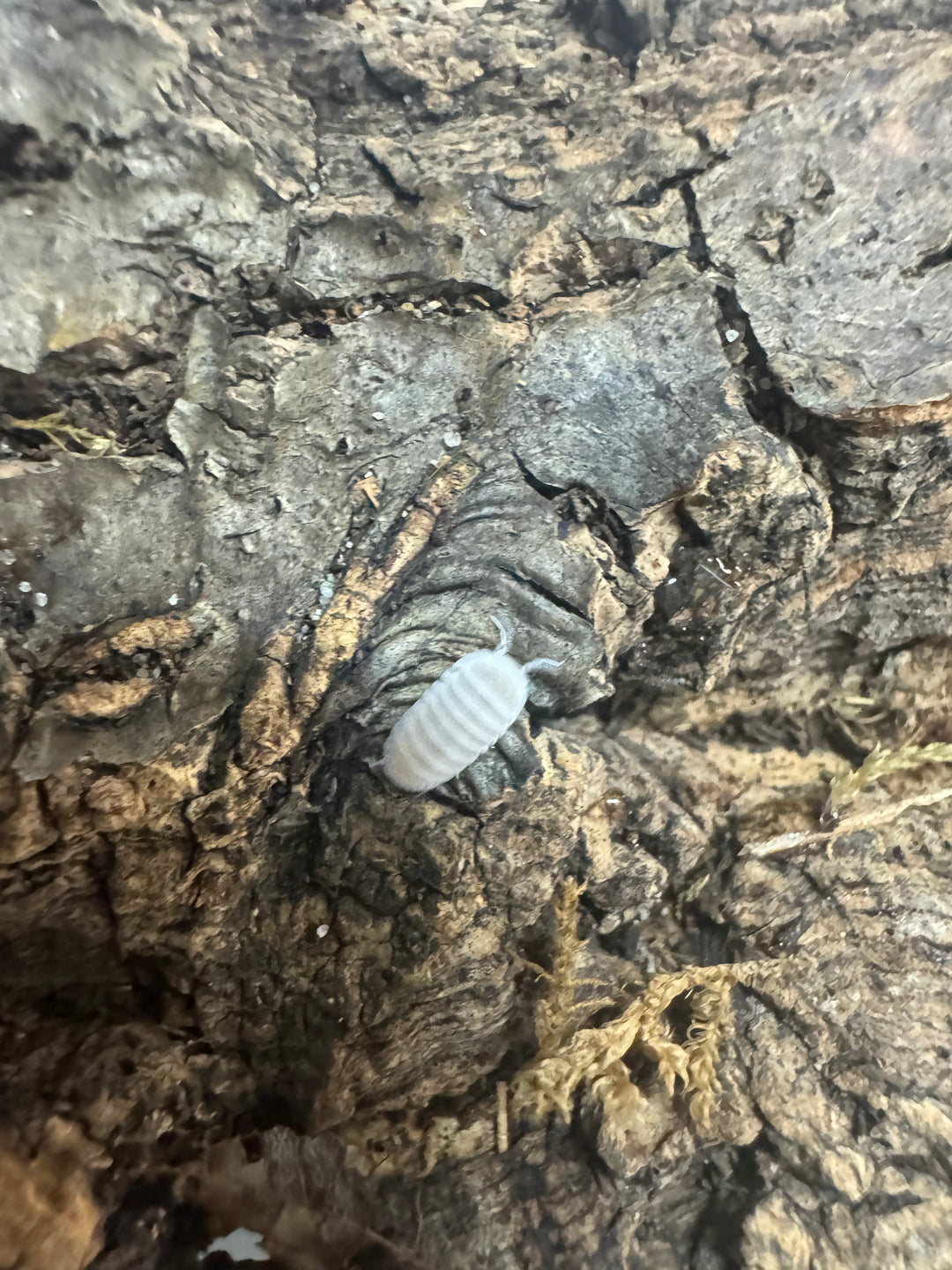 Cubaris murina ‘White Glacier’ Isopods – Live Bioactive Cleanup Crew